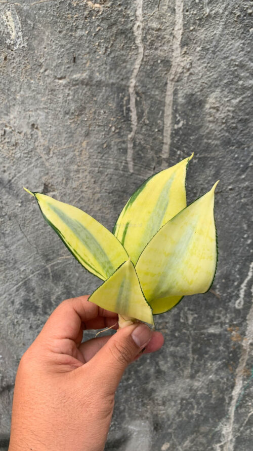 Sansevieria Futura Hendrika Golden Solid, real gallery image #7 plants. Picture taken directly from kaktus.id community Sansevieria farmer green houses.