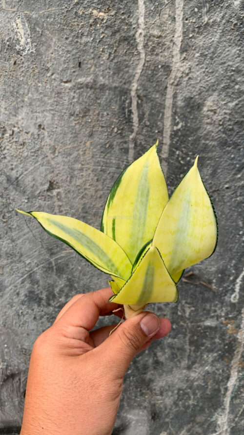 Sansevieria Futura Hendrika Golden Solid, real gallery image #15 plants. Picture taken directly from kaktus.id community Sansevieria farmer green houses.