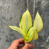 Sansevieria Futura Hendrika Golden Solid, real feature image plant. Picture taken directly from kaktus.id community Sansevieria farmer green houses.