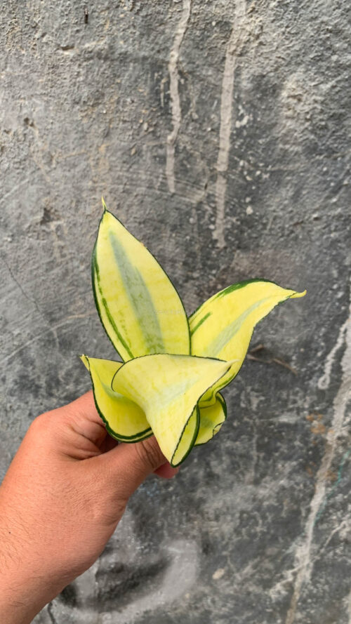 Sansevieria Futura Hendrika Golden Solid, real gallery image #3 plants. Picture taken directly from kaktus.id community Sansevieria farmer green houses.
