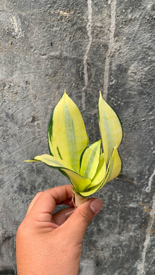 Sansevieria Futura Hendrika Golden Solid, real gallery image #10 plants. Picture taken directly from kaktus.id community Sansevieria farmer green houses.