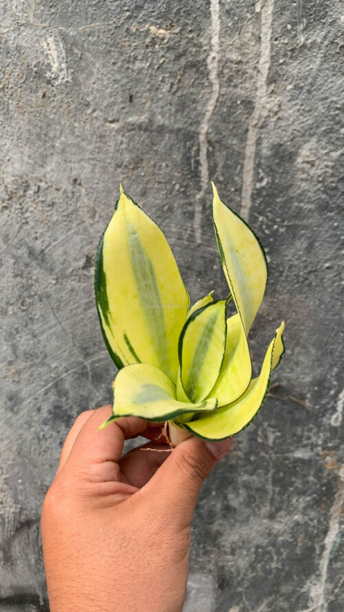 Sansevieria Futura Hendrika Golden Solid, real gallery image #18 plants. Picture taken directly from kaktus.id community Sansevieria farmer green houses.