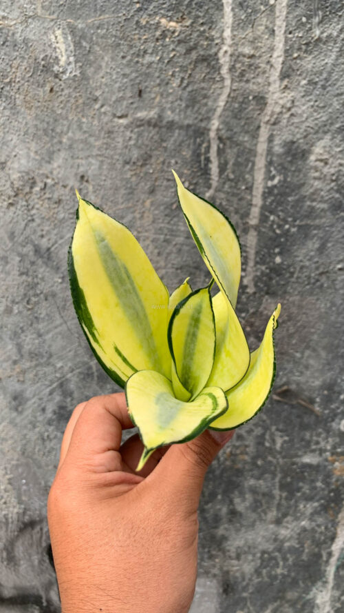 Sansevieria Futura Hendrika Golden Solid, real gallery image #23 plants. Picture taken directly from kaktus.id community Sansevieria farmer green houses.