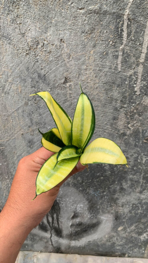 Sansevieria Futura Hendrika Golden Solid, real gallery image #8 plants. Picture taken directly from kaktus.id community Sansevieria farmer green houses.