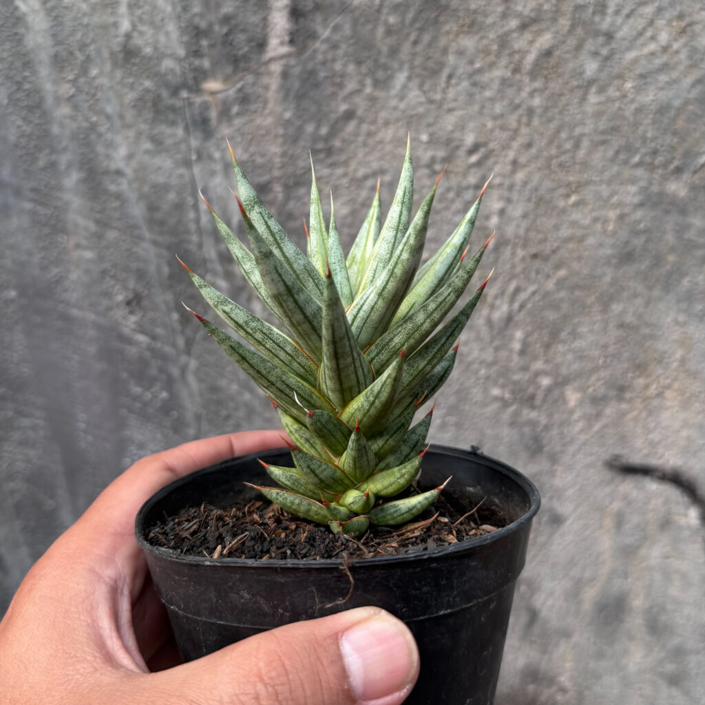 kaktus.id