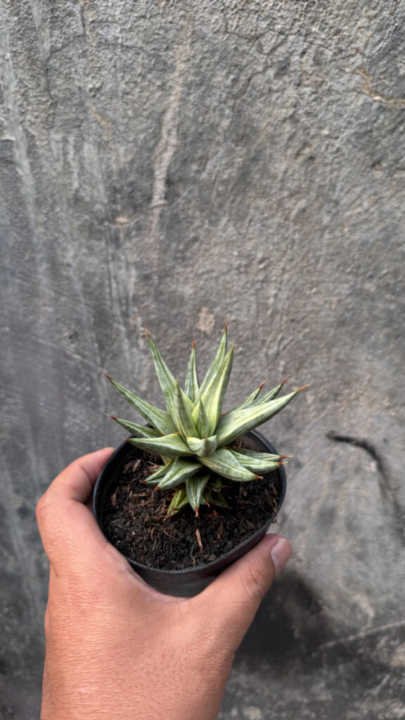 kaktus.id
