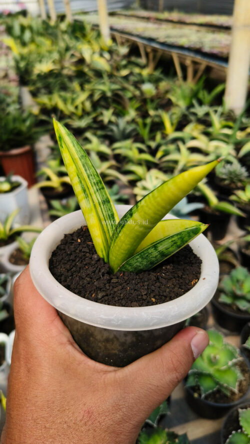 Sansevieria Marsa Anjani Variegated, real gallery image #5 plants. Picture taken directly from kaktus.id community Sansevieria farmer green houses.