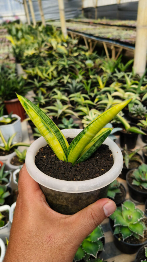 Sansevieria Marsa Anjani Variegated, real gallery image #1 plants. Picture taken directly from kaktus.id community Sansevieria farmer green houses.