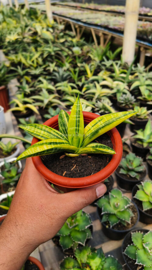 Sansevieria Marsa Anjani Variegated, real gallery image #6 plants. Picture taken directly from kaktus.id community Sansevieria farmer green houses.