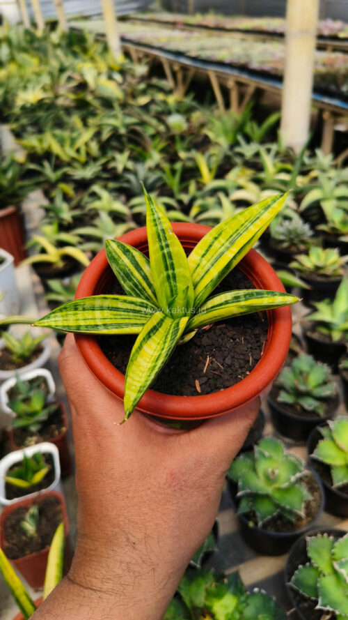 Sansevieria Marsa Anjani Variegated, real gallery image #3 plants. Picture taken directly from kaktus.id community Sansevieria farmer green houses.