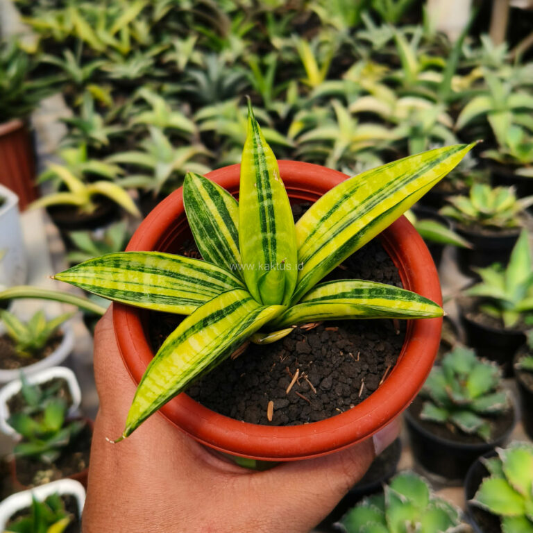 985. Sansevieria Marsa Anjani Variegated Size 12 Cm