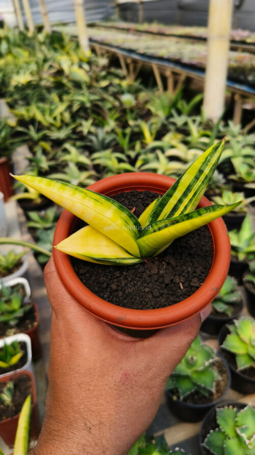 Sansevieria Marsa Anjani Variegated, real gallery image #4 plants. Picture taken directly from kaktus.id community Sansevieria farmer green houses.
