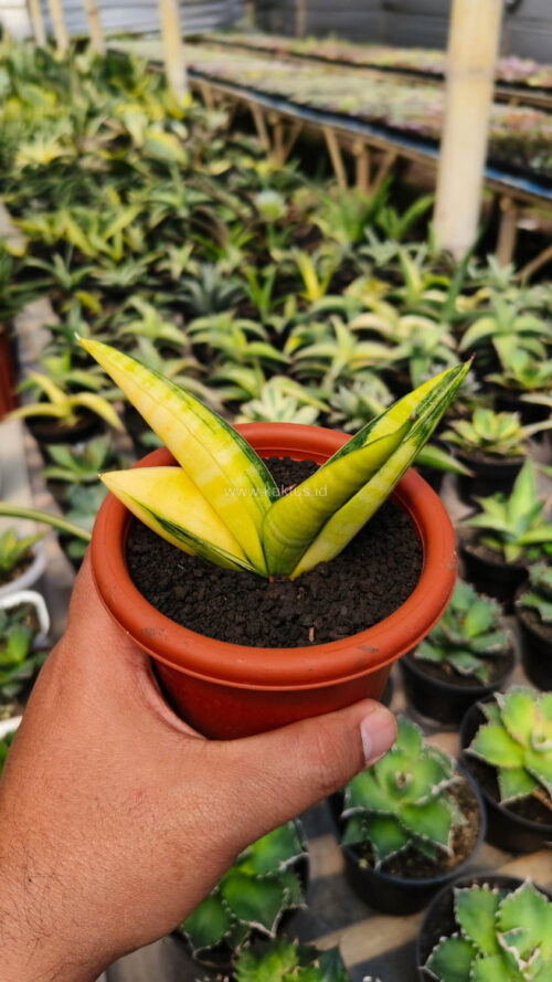 Sansevieria Marsa Anjani Variegated, real gallery image #2 plants. Picture taken directly from kaktus.id community Sansevieria farmer green houses.
