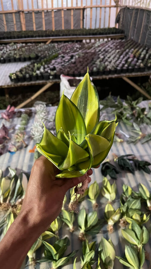 Sansevieria Green Mole Variegated, real gallery image #11 plants. Picture taken directly from kaktus.id community Sansevieria farmer green houses.