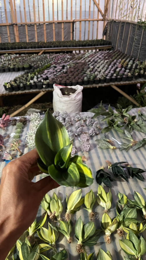 Sansevieria Green Mole Variegated, real gallery image #6 plants. Picture taken directly from kaktus.id community Sansevieria farmer green houses.