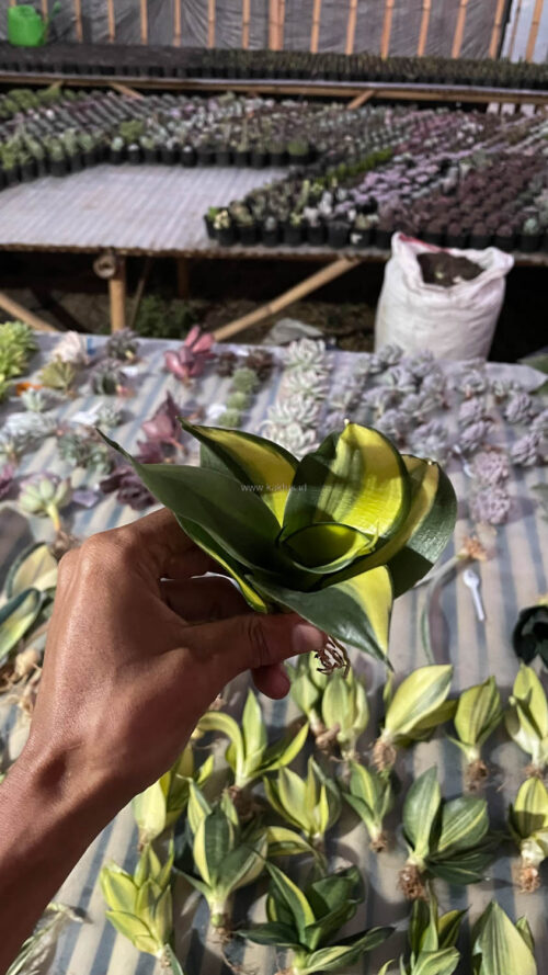 Sansevieria Green Mole Variegated, real gallery image #4 plants. Picture taken directly from kaktus.id community Sansevieria farmer green houses.
