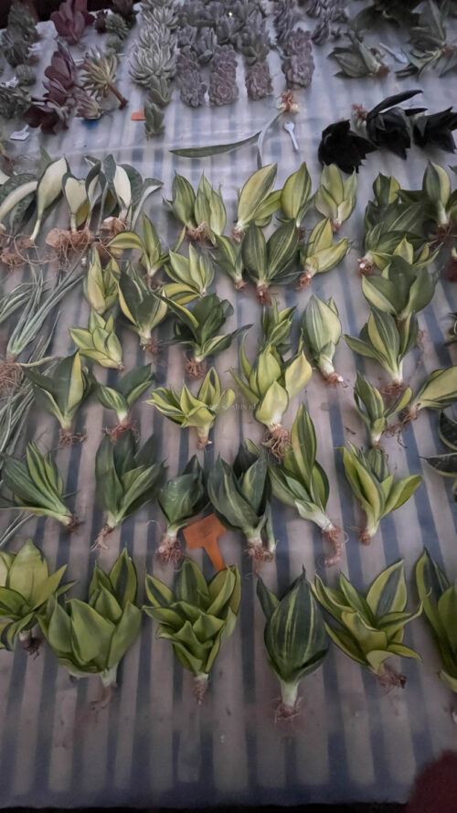 Sansevieria Green Mole Variegated, real gallery image #19 plants. Picture taken directly from kaktus.id community Sansevieria farmer green houses.