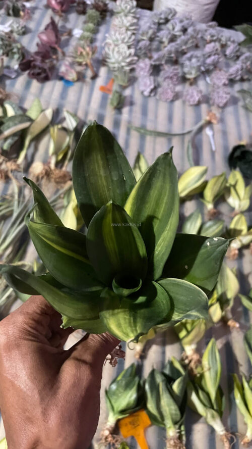 Sansevieria Green Mole Variegated, real gallery image #9 plants. Picture taken directly from kaktus.id community Sansevieria farmer green houses.