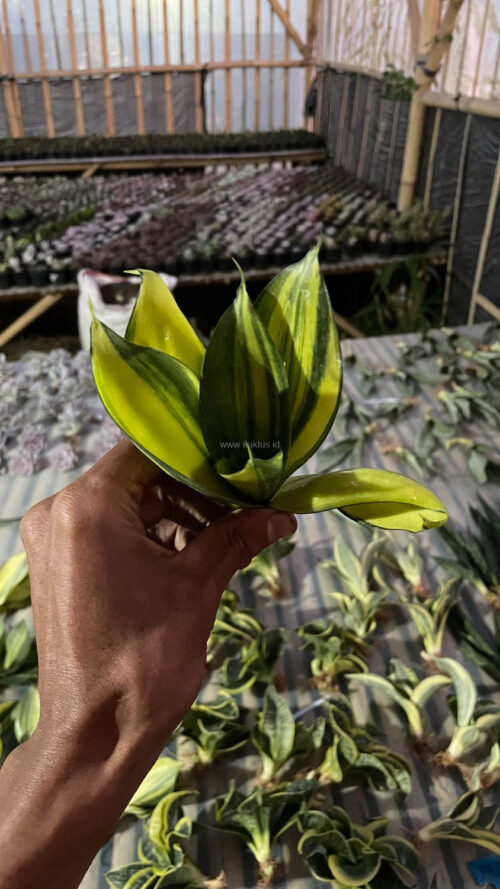 Sansevieria Green Mole Variegated, real gallery image #17 plants. Picture taken directly from kaktus.id community Sansevieria farmer green houses.