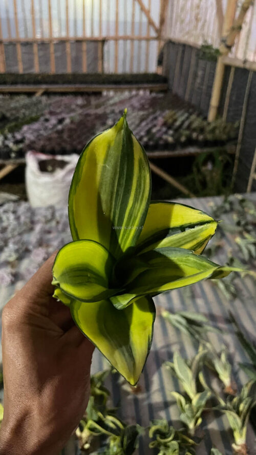 Sansevieria Green Mole Variegated, real gallery image #2 plants. Picture taken directly from kaktus.id community Sansevieria farmer green houses.