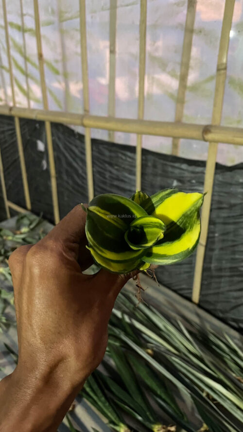 Sansevieria Green Mole Variegated, real gallery image #13 plants. Picture taken directly from kaktus.id community Sansevieria farmer green houses.