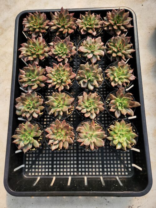 Echeveria Red Prince Mutation 20 Pcs, real gallery image #1 plants. Picture taken directly from kaktus.id community Echeveria farmer green houses.