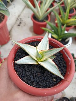 Sansevieria Snow White Size 10 Cm, real gallery image #18 plants. Picture taken directly from kaktus.id community Sansevieria farmer green houses.