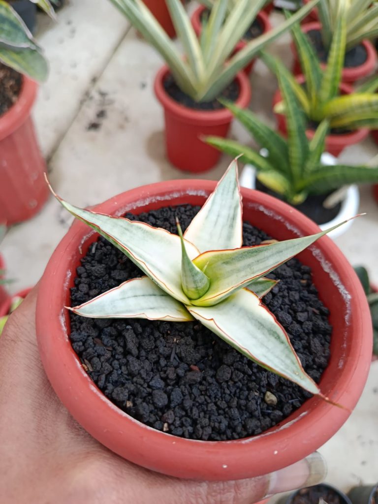 kaktus.id