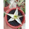 Sansevieria Snow White Size 10 Cm, real feature image plant. Picture taken directly from kaktus.id community Sansevieria farmer green houses.