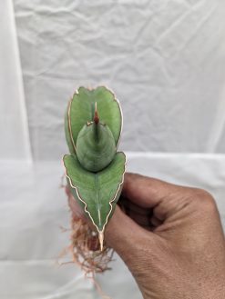 Sansevieria Banana, real gallery image #16 plants. Picture taken directly from kaktus.id community Sansevieria farmer green houses.