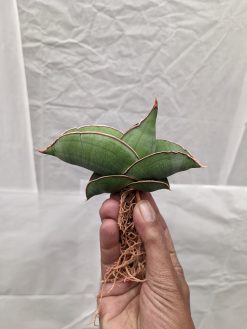 Sansevieria Banana, real gallery image #12 plants. Picture taken directly from kaktus.id community Sansevieria farmer green houses.