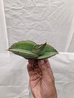 Sansevieria Banana, real gallery image #5 plants. Picture taken directly from kaktus.id community Sansevieria farmer green houses.