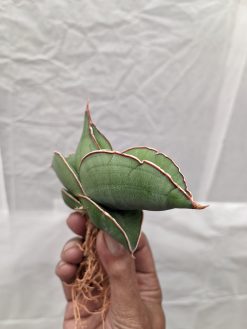 Sansevieria Banana, real gallery image #7 plants. Picture taken directly from kaktus.id community Sansevieria farmer green houses.