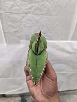 Sansevieria Banana, real gallery image #9 plants. Picture taken directly from kaktus.id community Sansevieria farmer green houses.