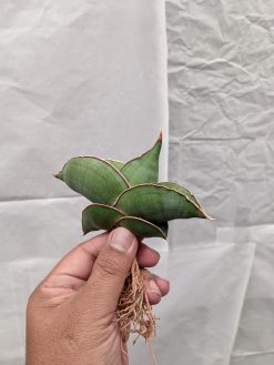 Sansevieria Banana, real gallery image #3 plants. Picture taken directly from kaktus.id community Sansevieria farmer green houses.