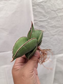 Sansevieria Banana, real gallery image #2 plants. Picture taken directly from kaktus.id community Sansevieria farmer green houses.