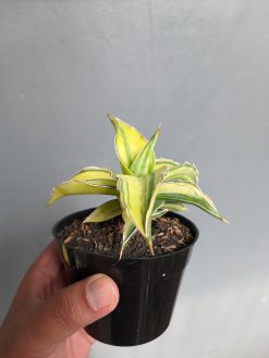 Sansevieria Kimayo Aurea Variegated, real gallery image #11 plants. Picture taken directly from kaktus.id community Sansevieria farmer green houses.