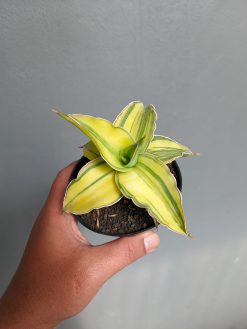 Sansevieria Kimayo Aurea Variegated, real gallery image #5 plants. Picture taken directly from kaktus.id community Sansevieria farmer green houses.
