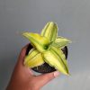 Sansevieria Kimayo Aurea Variegated, real feature image plant. Picture taken directly from kaktus.id community Sansevieria farmer green houses.