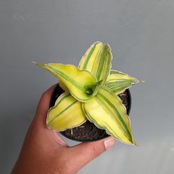 Sansevieria Kimayo Aurea Variegated, real feature image plant. Picture taken directly from kaktus.id community Sansevieria farmer green houses.
