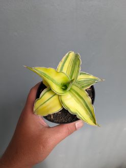 Sansevieria Kimayo Aurea Variegated, real gallery image #3 plants. Picture taken directly from kaktus.id community Sansevieria farmer green houses.