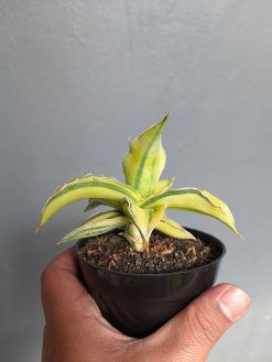 Sansevieria Kimayo Aurea Variegated, real gallery image #1 plants. Picture taken directly from kaktus.id community Sansevieria farmer green houses.