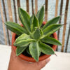 Agave Potatorum CV. Cubic Variegated, real feature image plant. Picture taken directly from kaktus.id community Agave farmer green houses.
