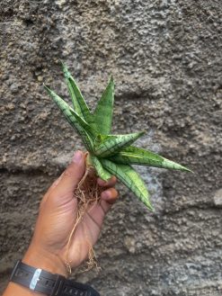 Sansevieria Mia, real gallery image #5 plants. Picture taken directly from kaktus.id community Sansevieria farmer green houses.