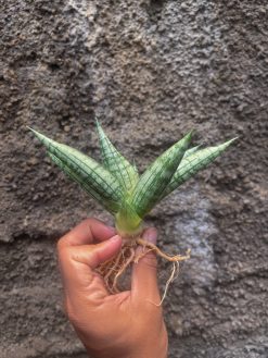 Sansevieria Mia, real gallery image #3 plants. Picture taken directly from kaktus.id community Sansevieria farmer green houses.