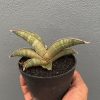 Sansevieria Pfisteri, real feature image plant. Picture taken directly from kaktus.id community Sansevieria farmer green houses.