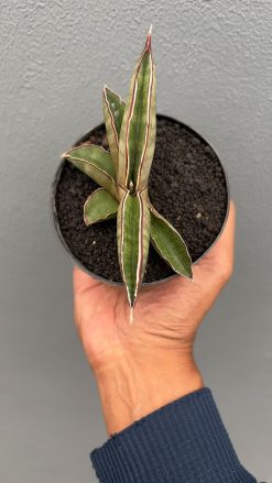 Sansevieria Pfisteri, real gallery image #8 plants. Picture taken directly from kaktus.id community Sansevieria farmer green houses.