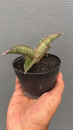 Sansevieria Pfisteri, real gallery image #4 plants. Picture taken directly from kaktus.id community Sansevieria farmer green houses.