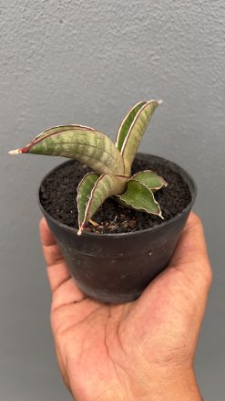 Sansevieria Pfisteri, real gallery image #2 plants. Picture taken directly from kaktus.id community Sansevieria farmer green houses.