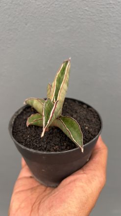 Sansevieria Pfisteri, real gallery image #6 plants. Picture taken directly from kaktus.id community Sansevieria farmer green houses.